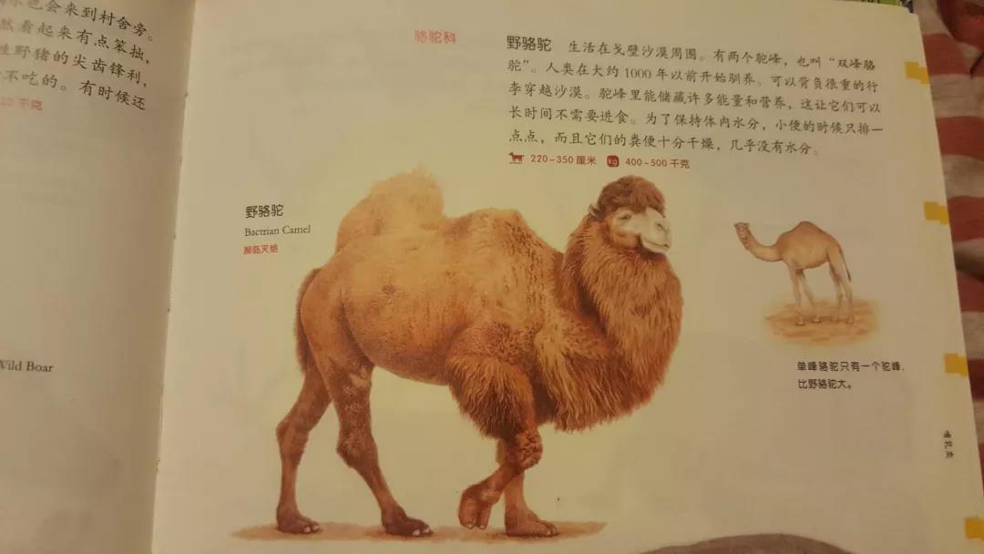 君誠國際雙語學校