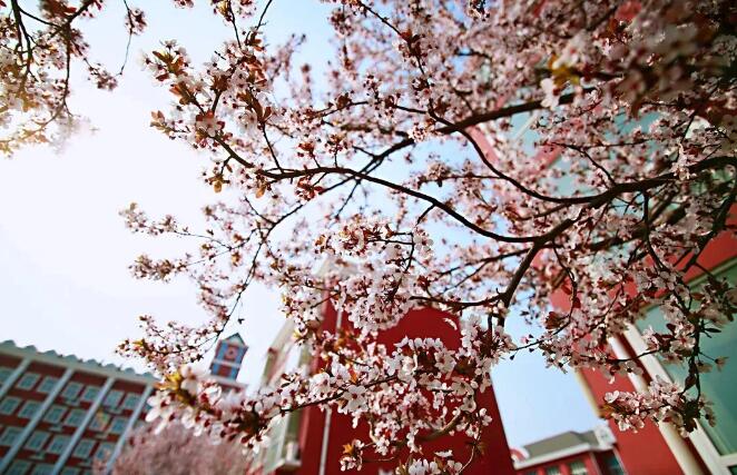 北京愛迪國際學(xué)校