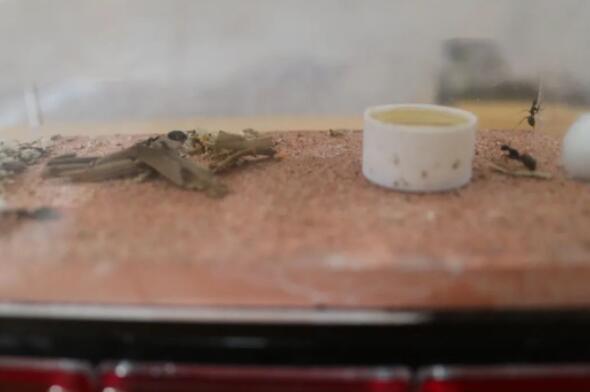 北京德閎學校興趣課程5