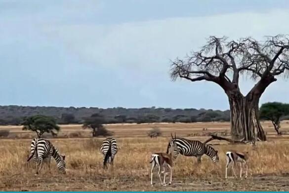 順義諾德安達學校社會實踐項目1