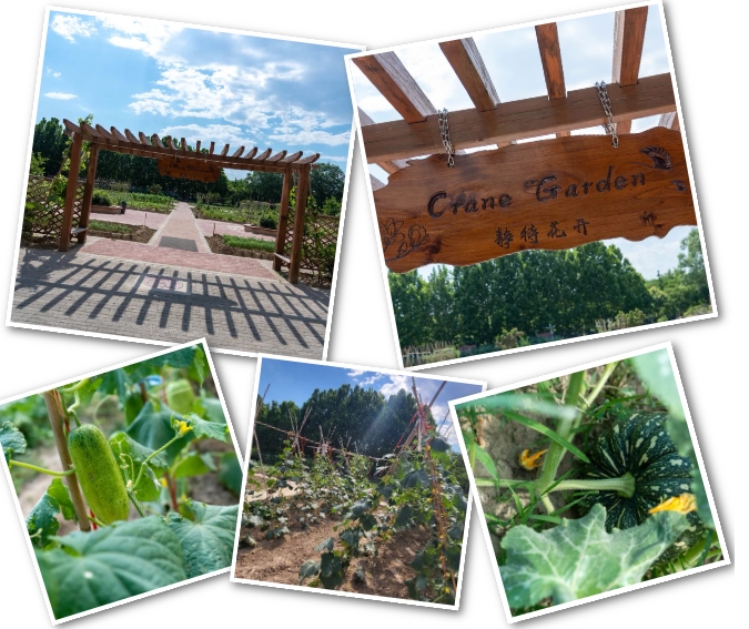 北京市朝陽區凱文學校種植園