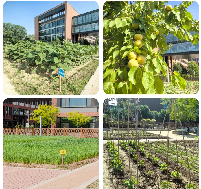 北京市朝陽區凱文學校種植園