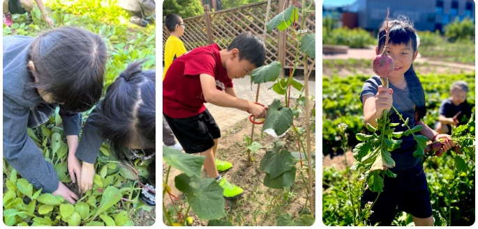 北京市朝陽區凱文學校種植園