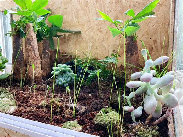 愛迪畢業(yè)生|李曉峰